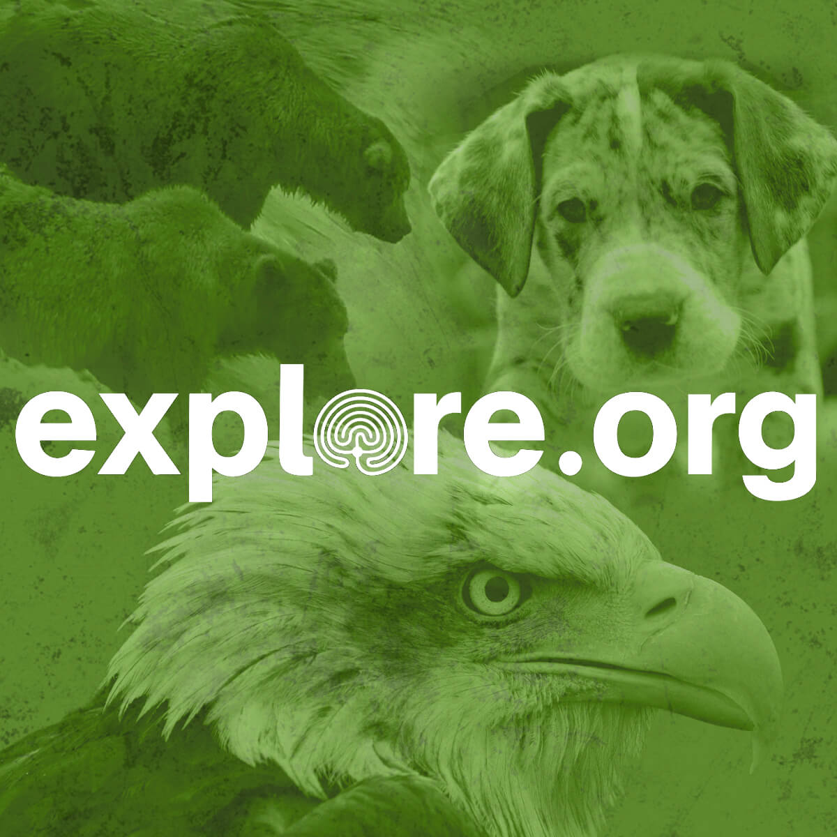 Explore.org · Twitter