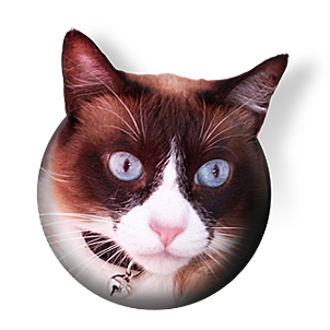 :: procatinator :: · Twitter