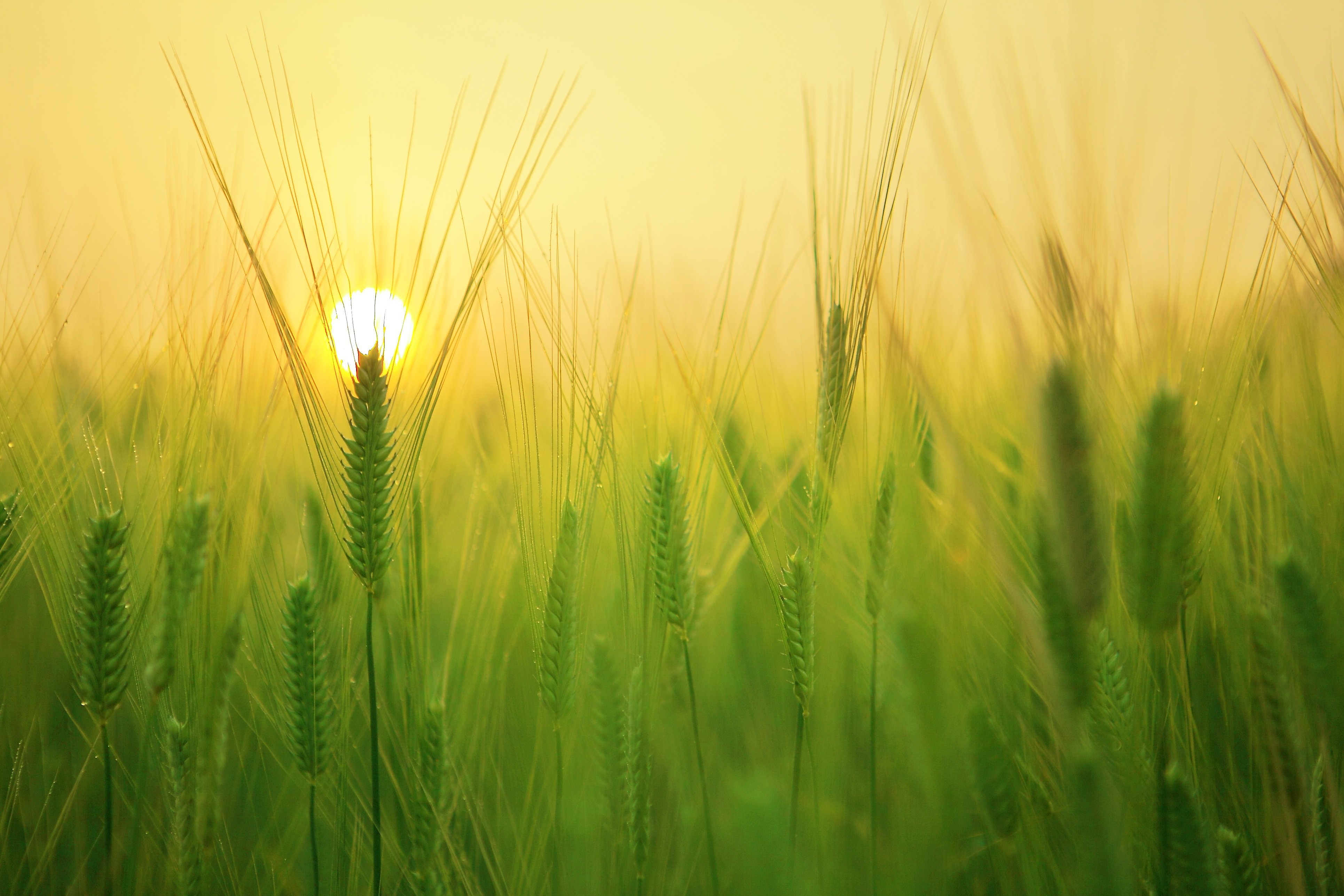 Driving Agrifood Innovation | VISTA · Twitter