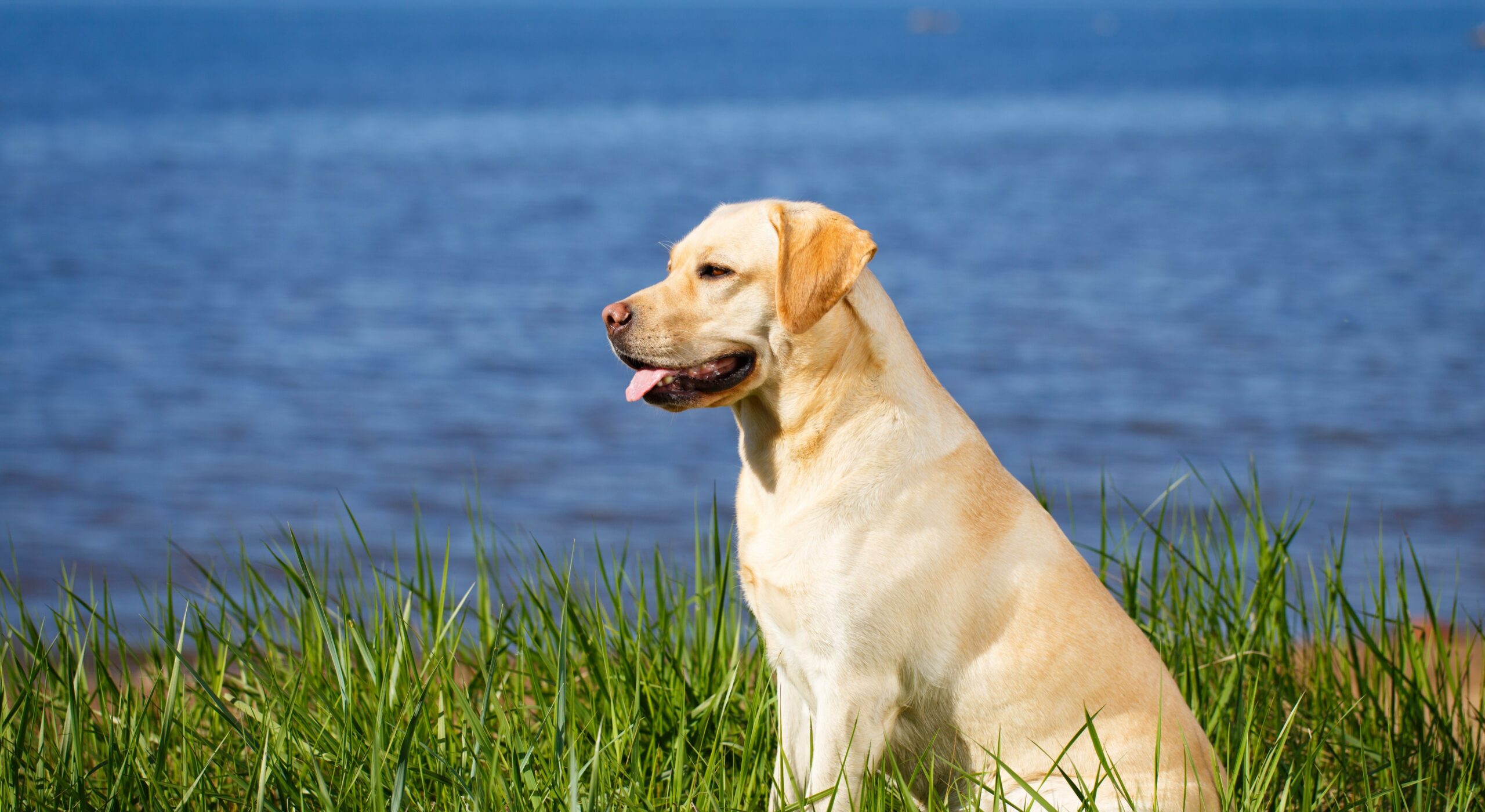 The Canine Health Information Center | OFA · Twitter