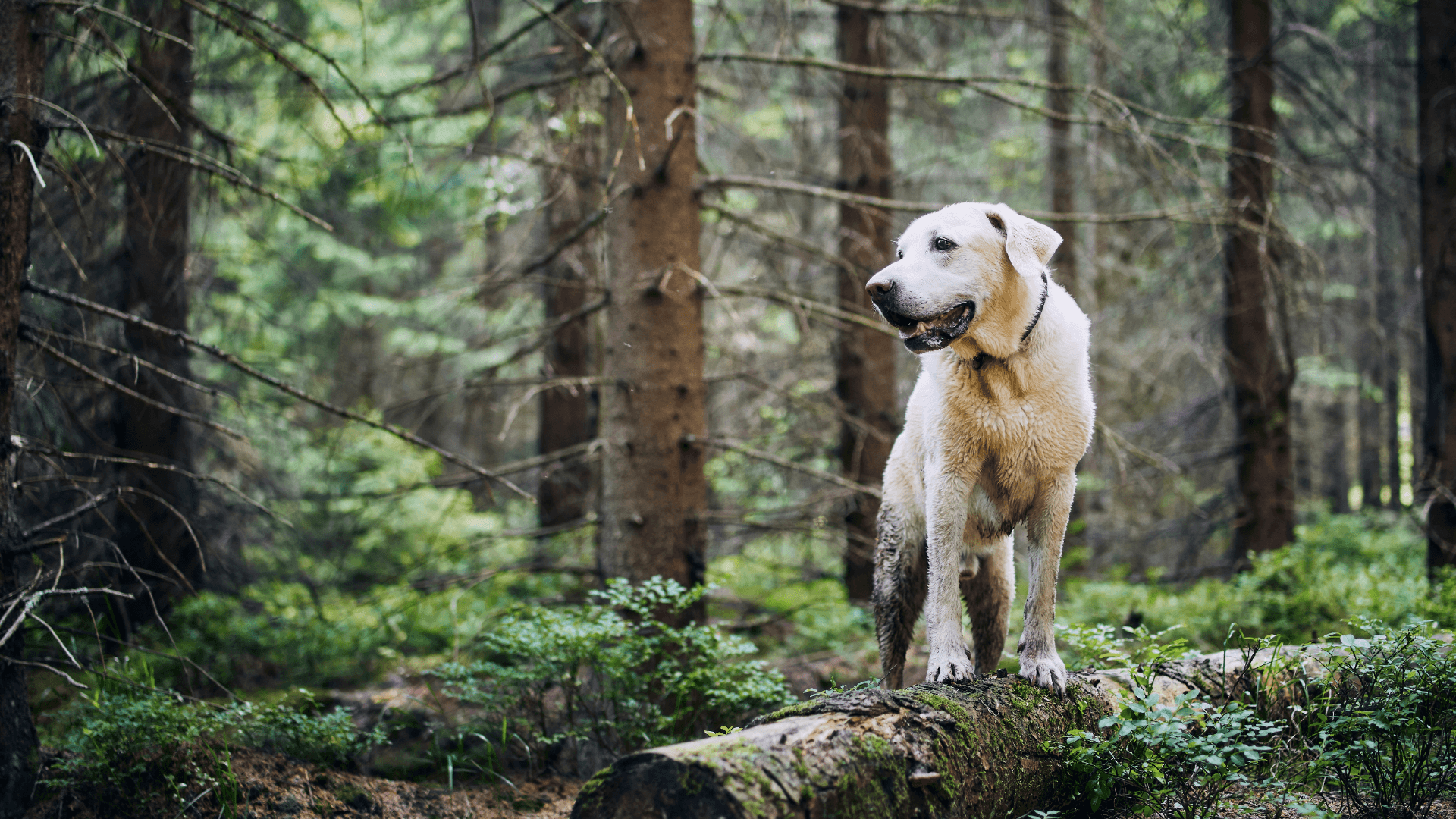 dog standing on a log in the woods