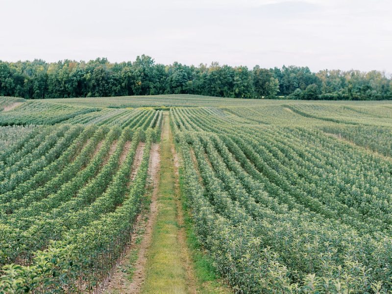 Wafler Nursery | Commercial and Backyard Apple & Pear Nursery · Twitter