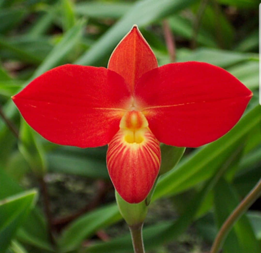 WINDSOR ORCHID SOCIETY · Twitter