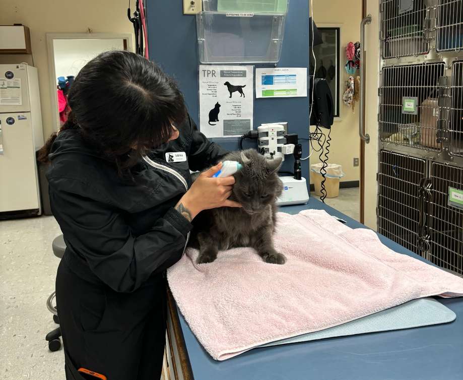 Veterinarian in San Jose, CA | Acacia Pet Clinic · Twitter