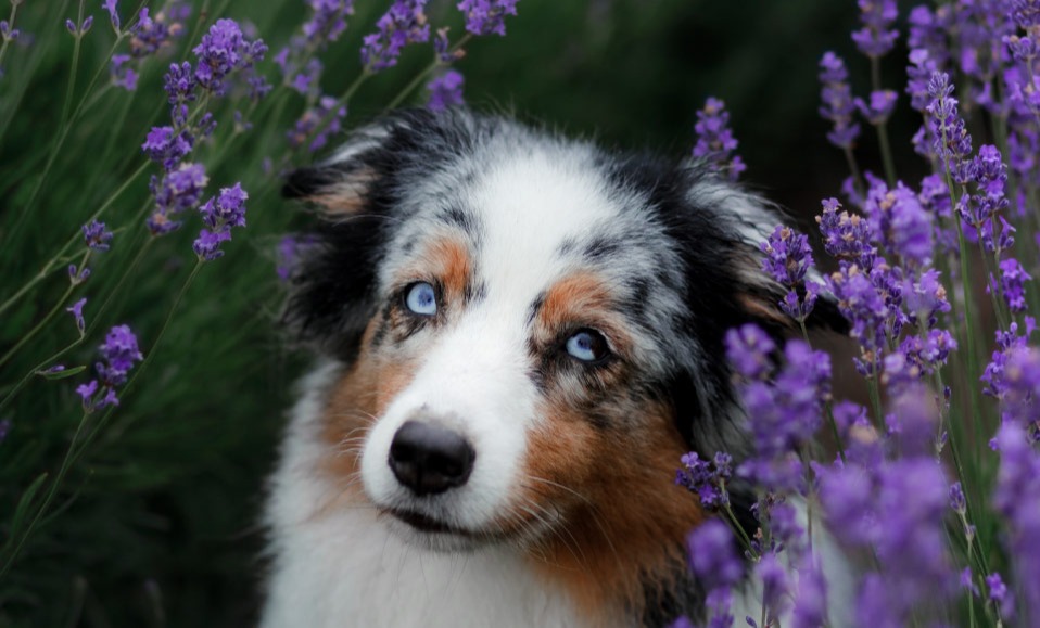 Veterinarian in Chapel Hill, NC | Cole Park Veterinary Hospital · Twitter