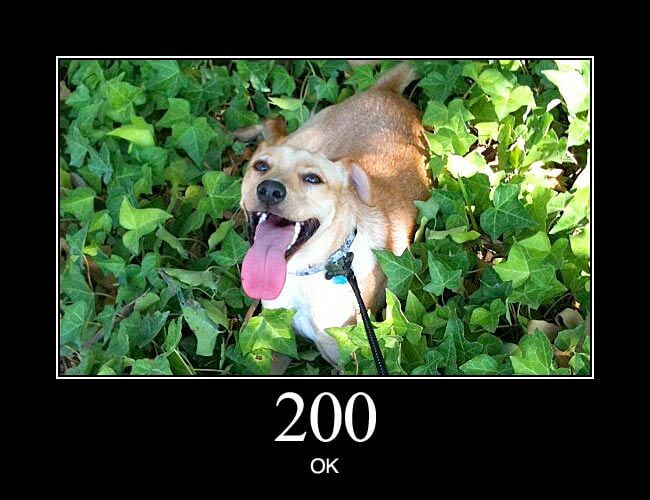 HTTP Status Dogs · Twitter