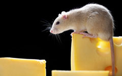 Welcome! - Any Rat Rescue · Twitter