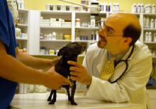 Veterinarians in Tampa FL - Cross Creek Animal Medical Centre · Twitter