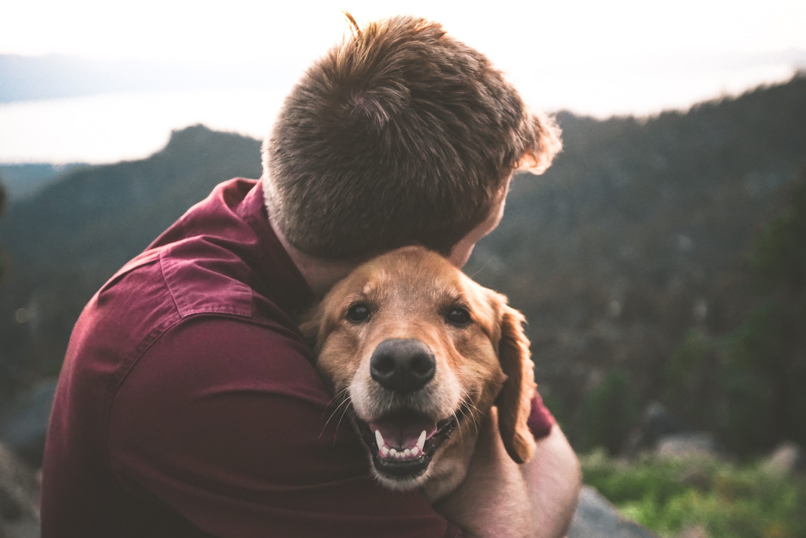Veterinarian in Coppell, TX | Riverchase Animal Hospital – Your Trusted Veterinary Clinic for Pet Wellness, Surgery, Emergency Care & More. Book an Appointment Today! · Twitter