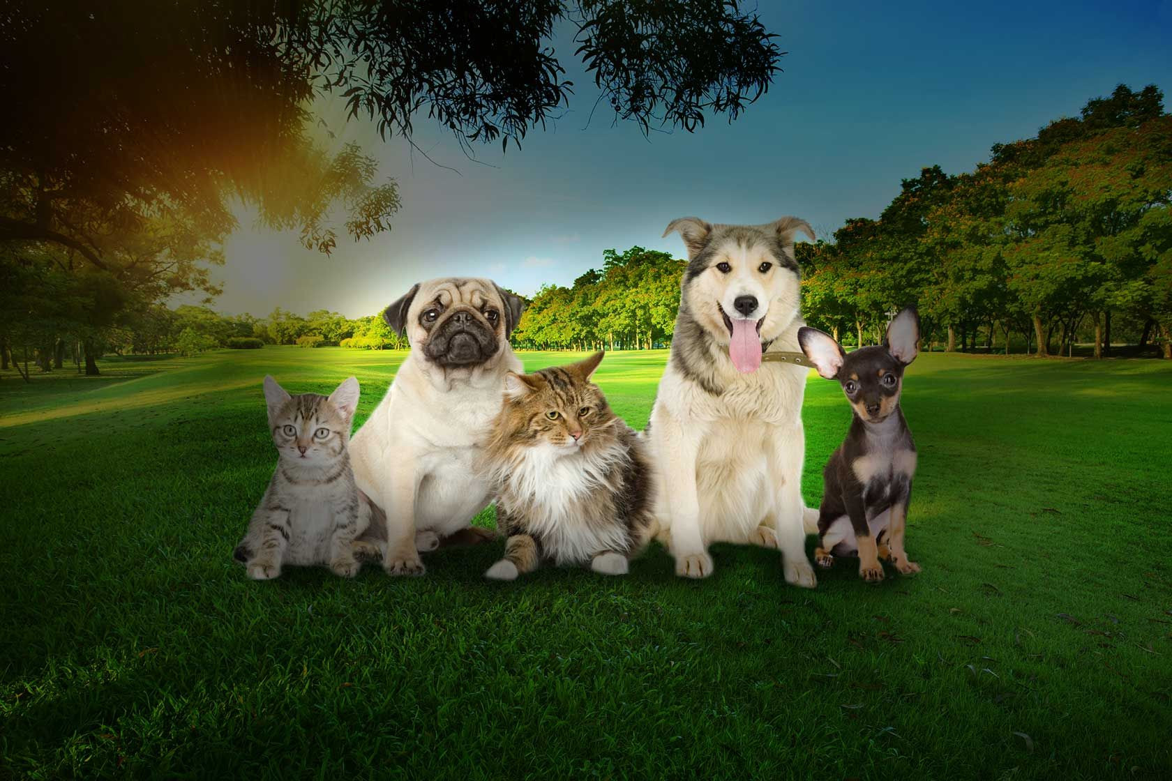 Emergency Veterinarian | 24/7 | Niagara Veterinary Emergency Clinic · Twitter