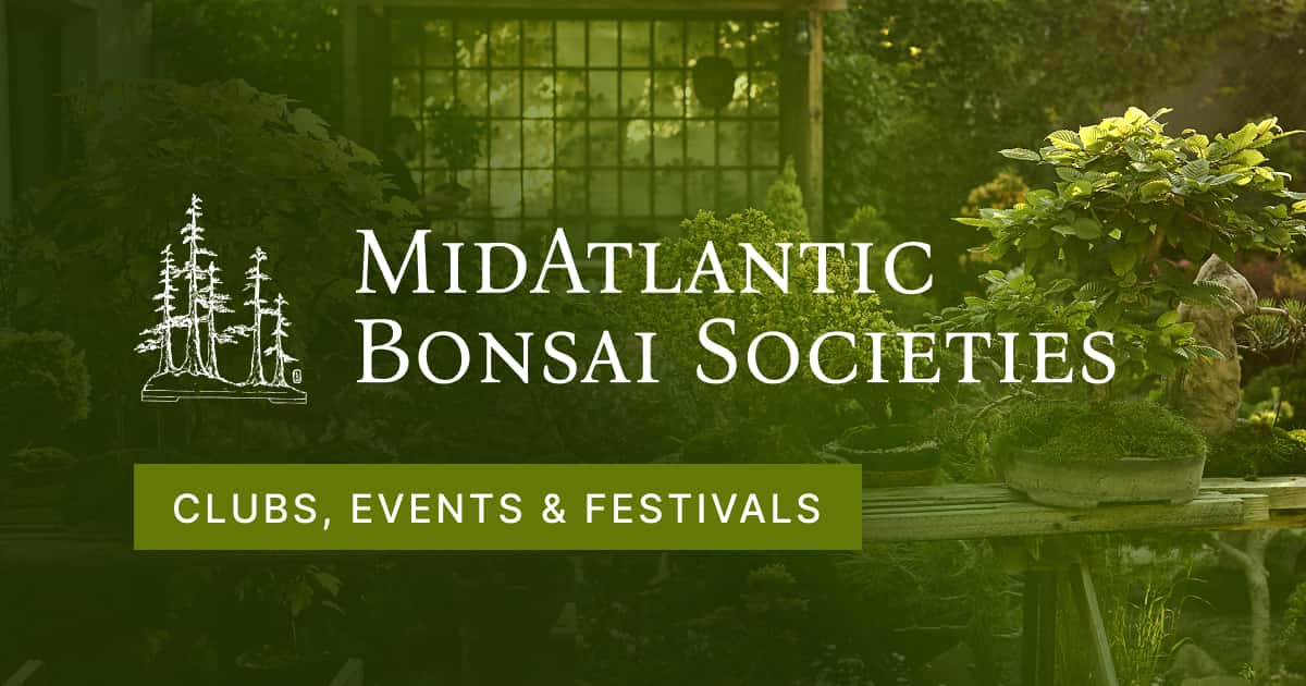 MidAtlantic Bonsai Societies | Clubs, Events & Festival · Twitter
