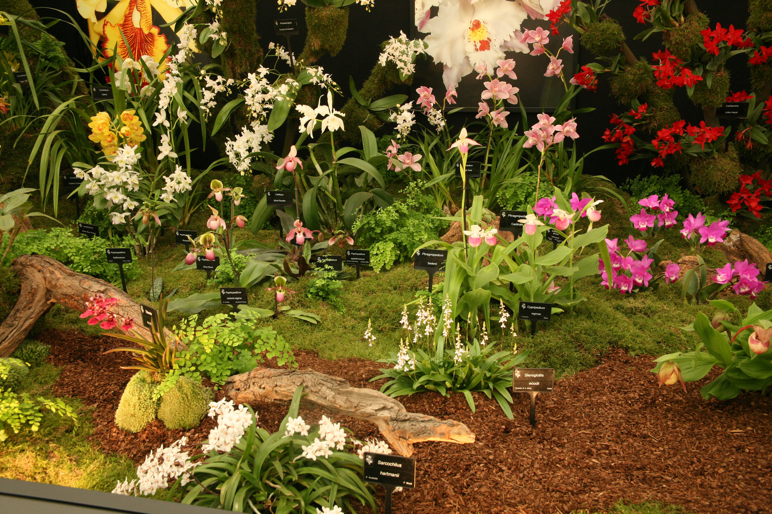 Orchid Society of Great Britain | Orchid Care | Meet and learn · Twitter