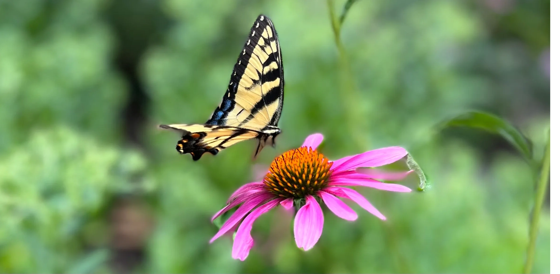 Redding Garden Club