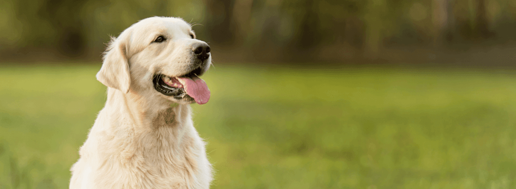 Veterinarian in Kearney, MO | The Animal Clinic of Kearney – Your Trusted Veterinary Clinic for Pet Wellness, Surgery, Emergency Care & More. Book an Appointment Today! · Twitter