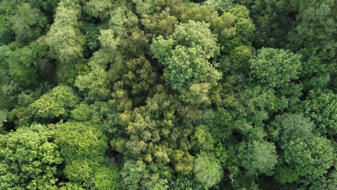 An aerial, top-down view of a dense, green forest canopy featuring a variety of deciduous tree species.