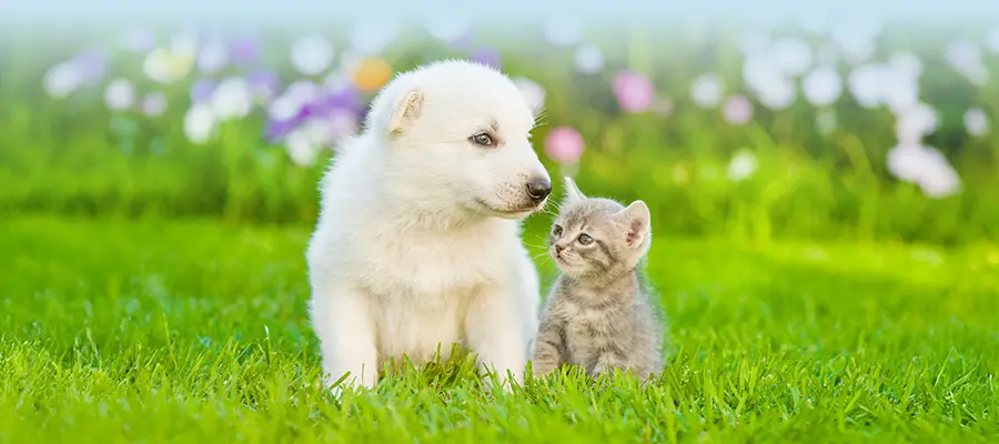 Discover the Best Name for Your Pet at Bow Wow Pet Names · Twitter