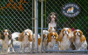 Welcome - The Laughing Cavaliers · Twitter