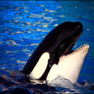 dankwiki, the wiki of nick black · Twitter