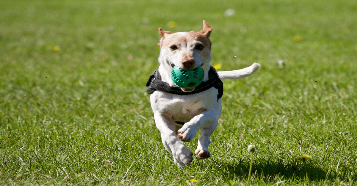 Westchester NY Dog Training · Twitter