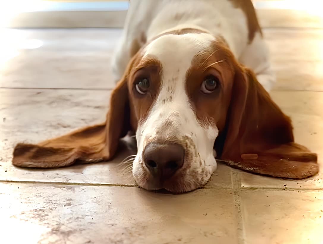 Home - Suncoast Basset Rescue · Twitter