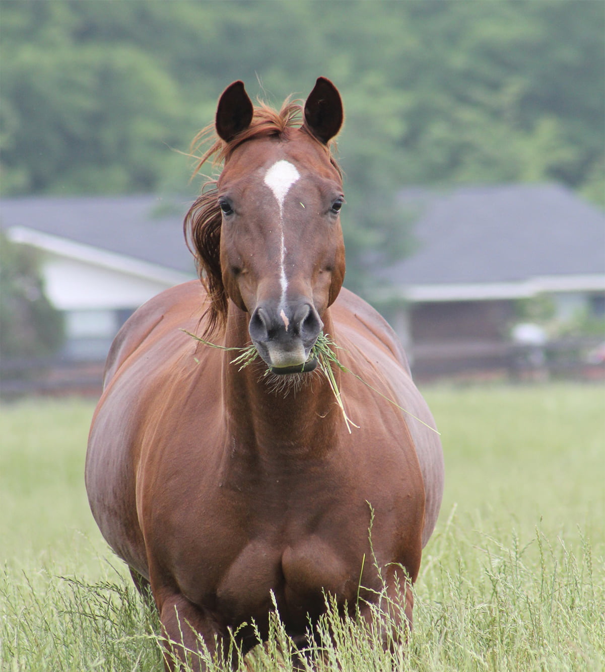 Equine Veterinarian in Fort Valley, GA | Central Georgia Equine · Twitter