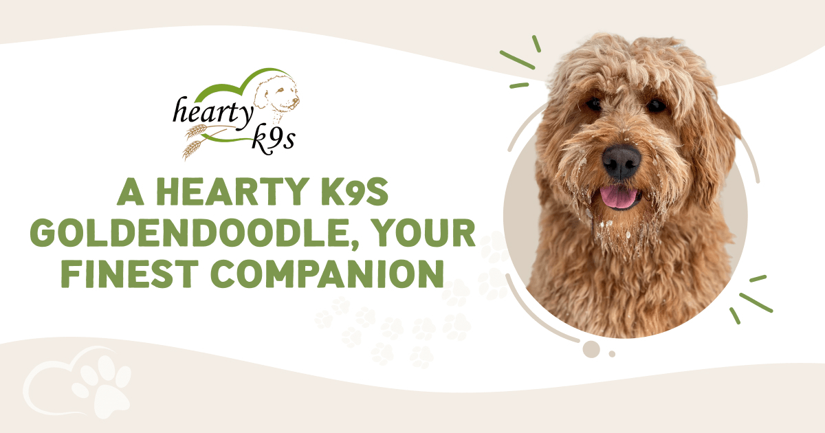 Hearty K9 Website image Goldendoodle in Alberta