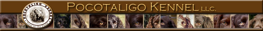 Pocotaligo Kennel LLC · Twitter