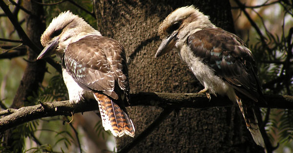 Blue Mountains Conservation Society Inc. · Twitter