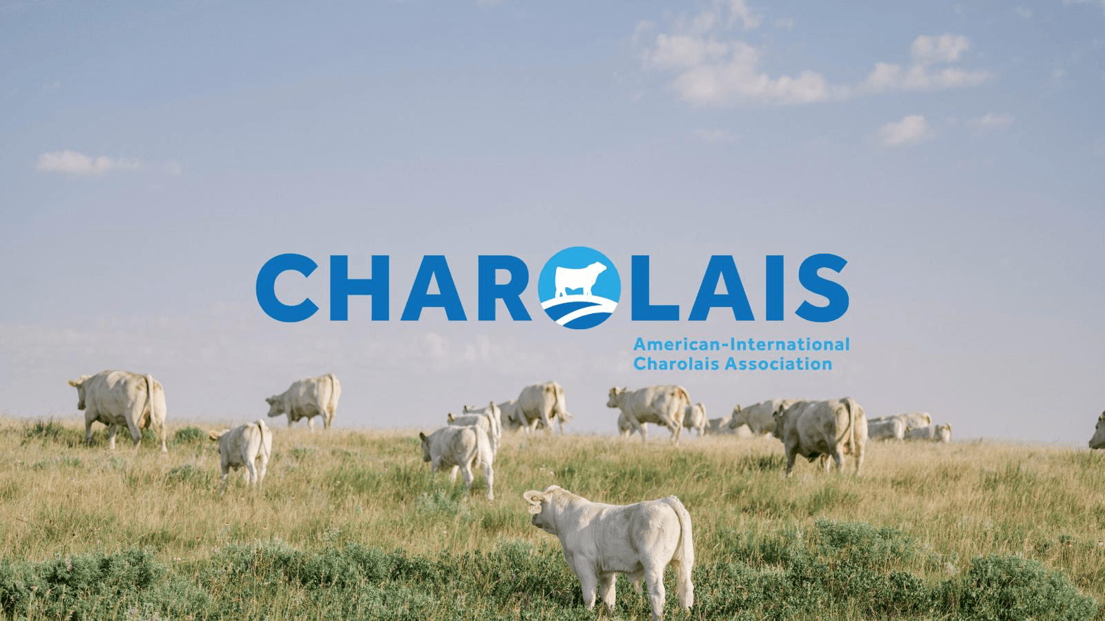 AICA Charolais USA - American International Charolais Association · Twitter