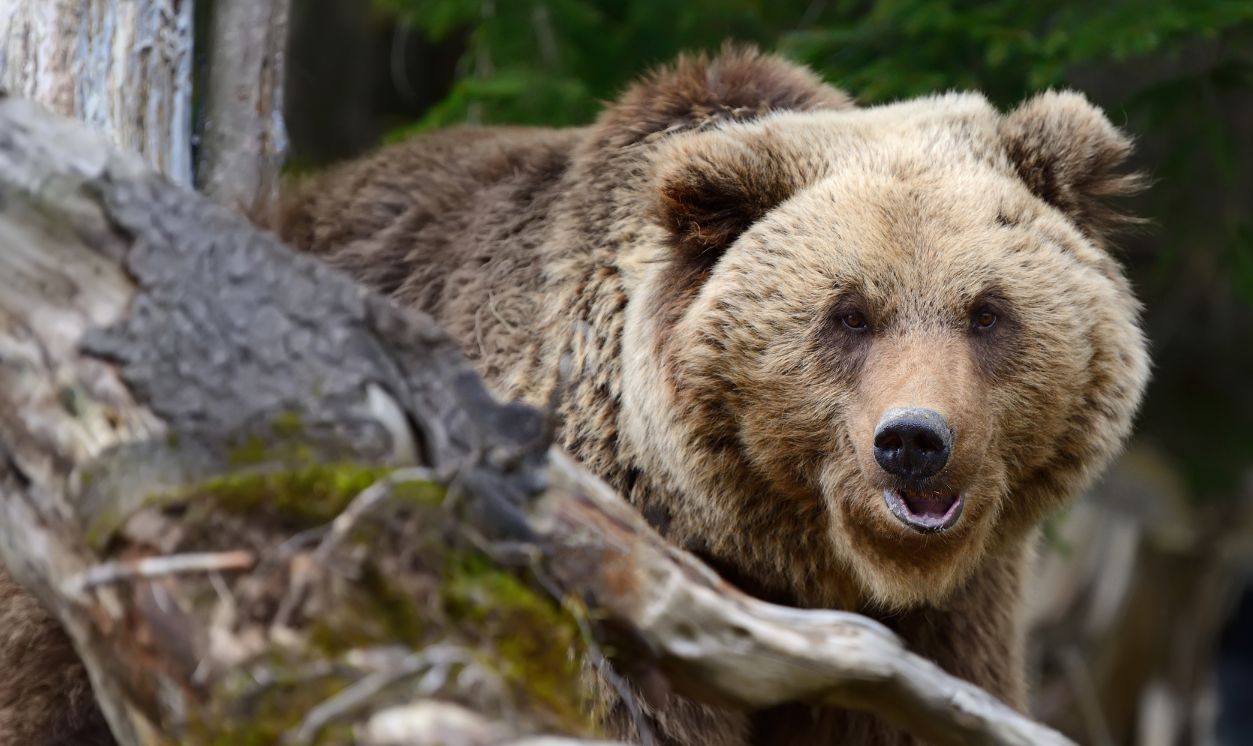 Valhalla Wilderness Society - Champions of Conservation Since 1975 · Twitter