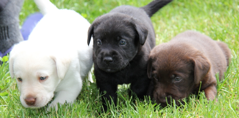 Labrador retriever puppies · Twitter
