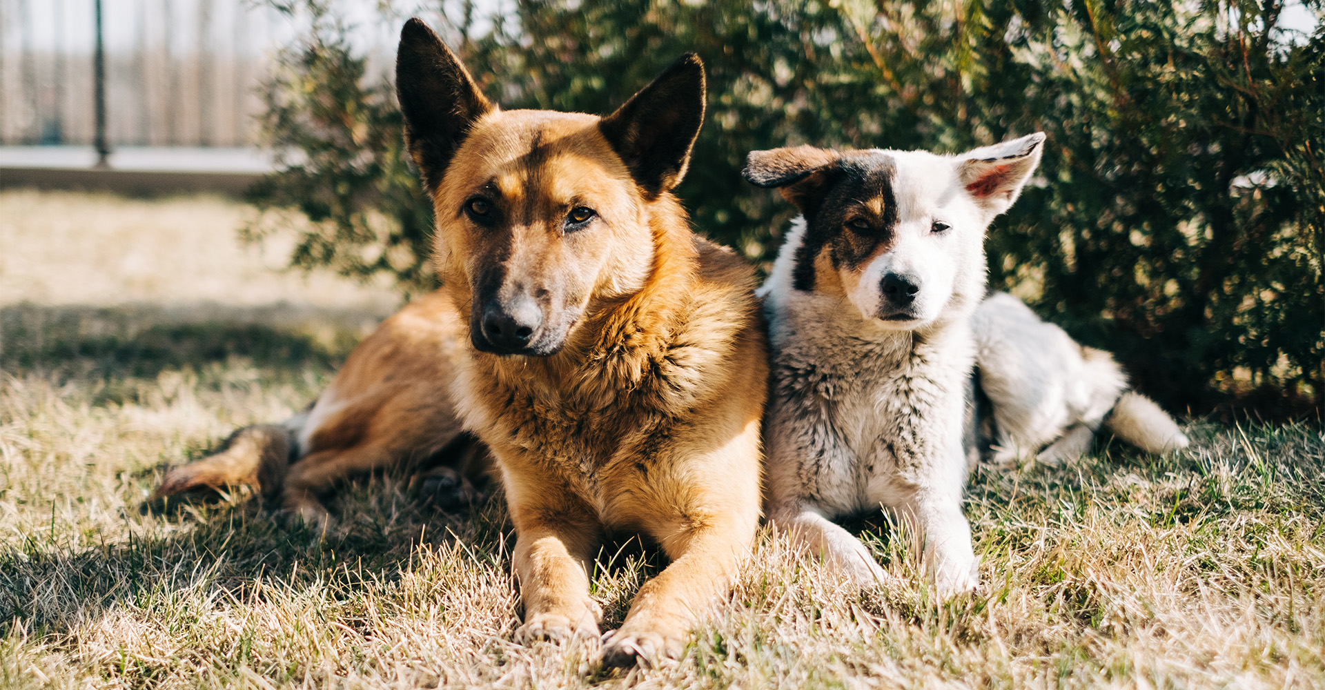 Home - Two Hands Four Paws Foundation · Twitter