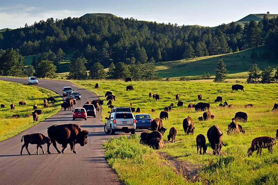 Home - Black Hills Trailside · Twitter