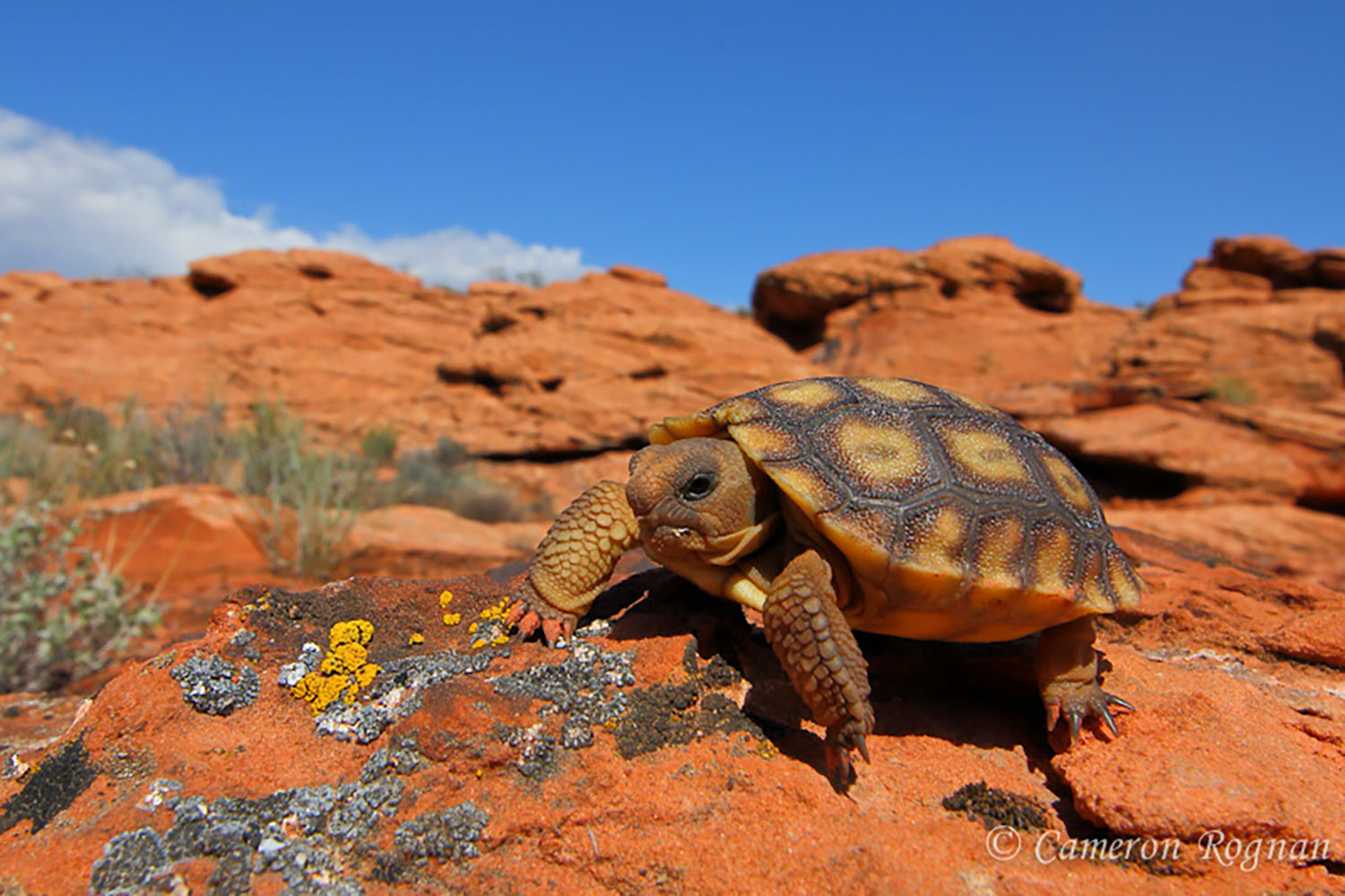 Home - Desert Tortoise Council · Twitter