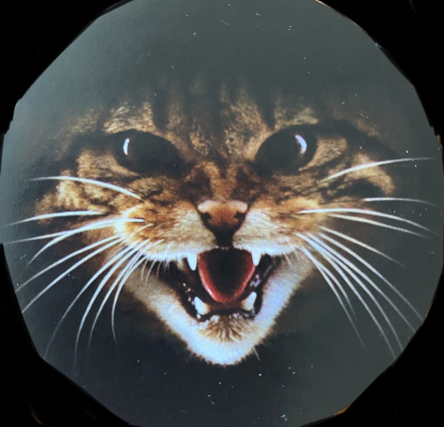 Wildcat Haven - Saving Scottish Wildcats · Twitter