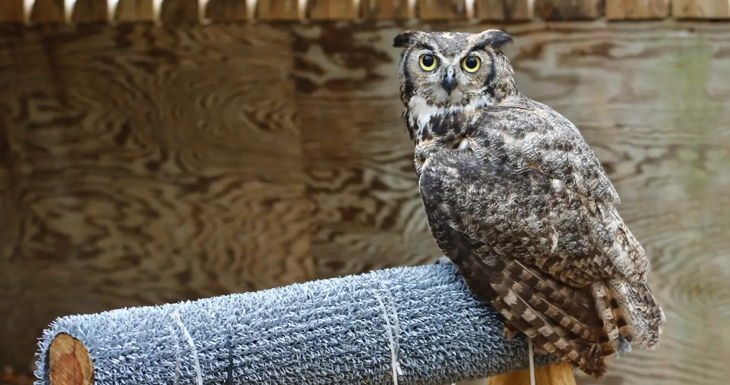 A Great Horned Owl patient recovering in a flight pen