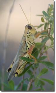Welcome to the Behmer Lab - Insect Physiology & Behavior Research Group · Twitter