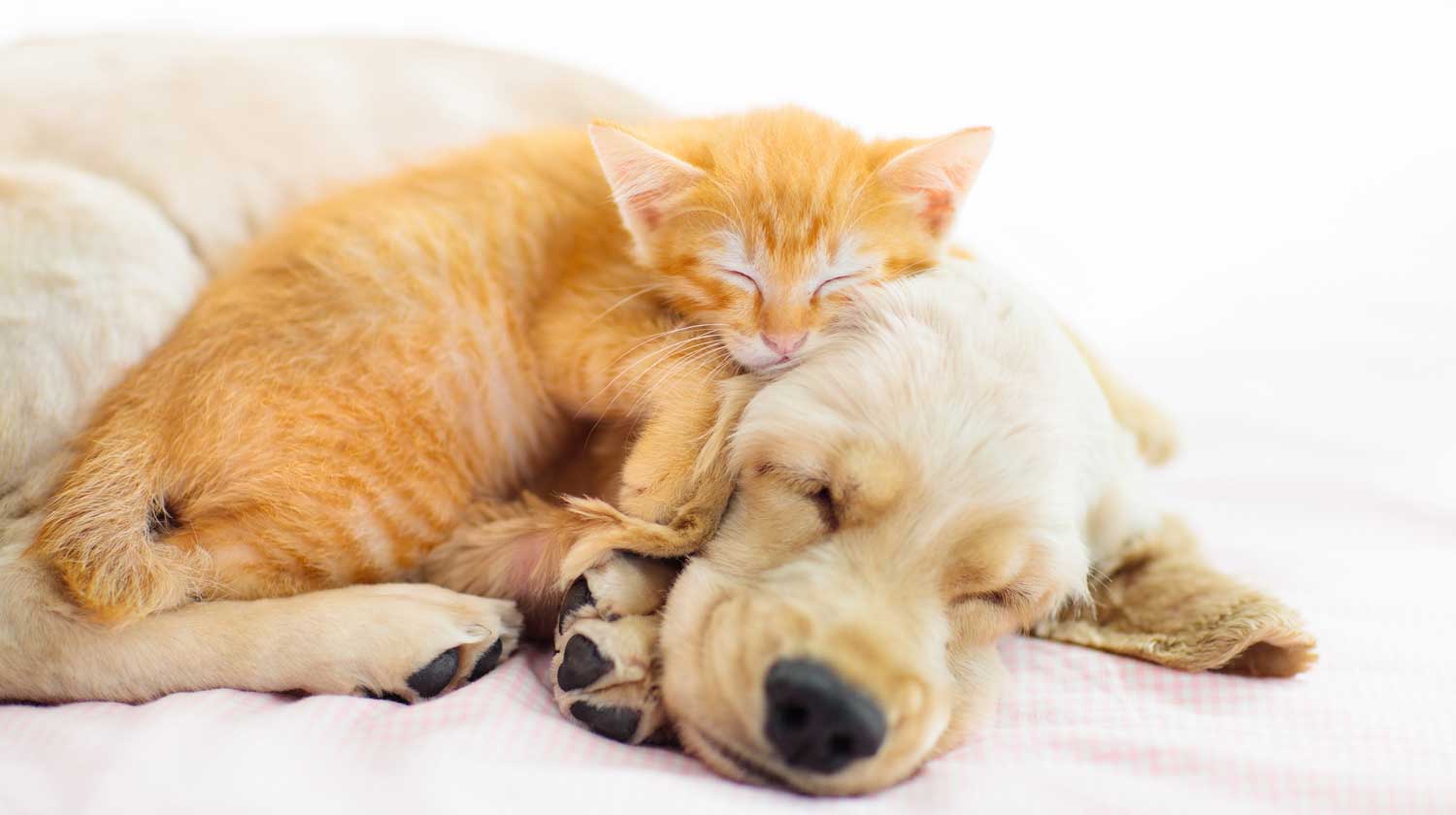 Animal Dermatology Group, Inc. (ADG)