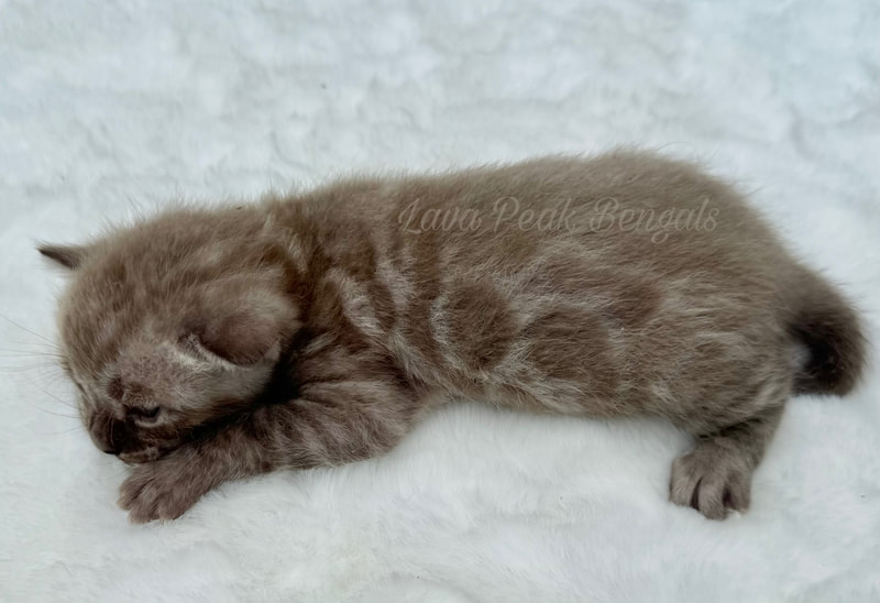 Available Bengal Kittens · Twitter