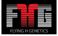 Grass Fed Breeding Cattle & Bulls for Sale | Flying H Genetics · Twitter