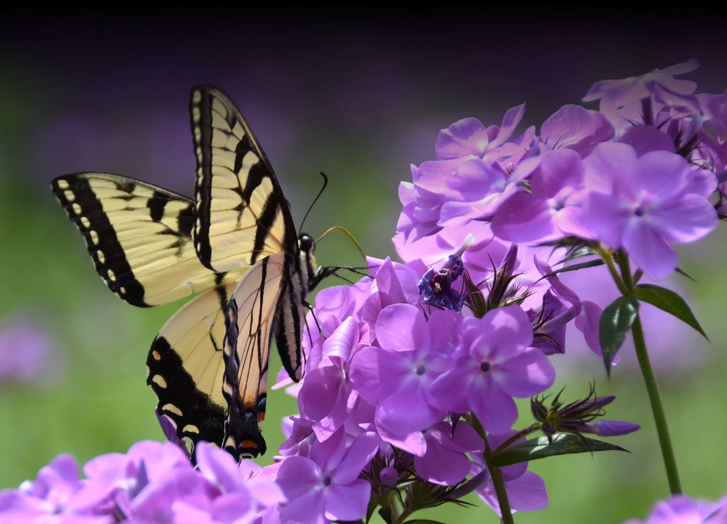 Home - Native Plant Society of Texas · Twitter