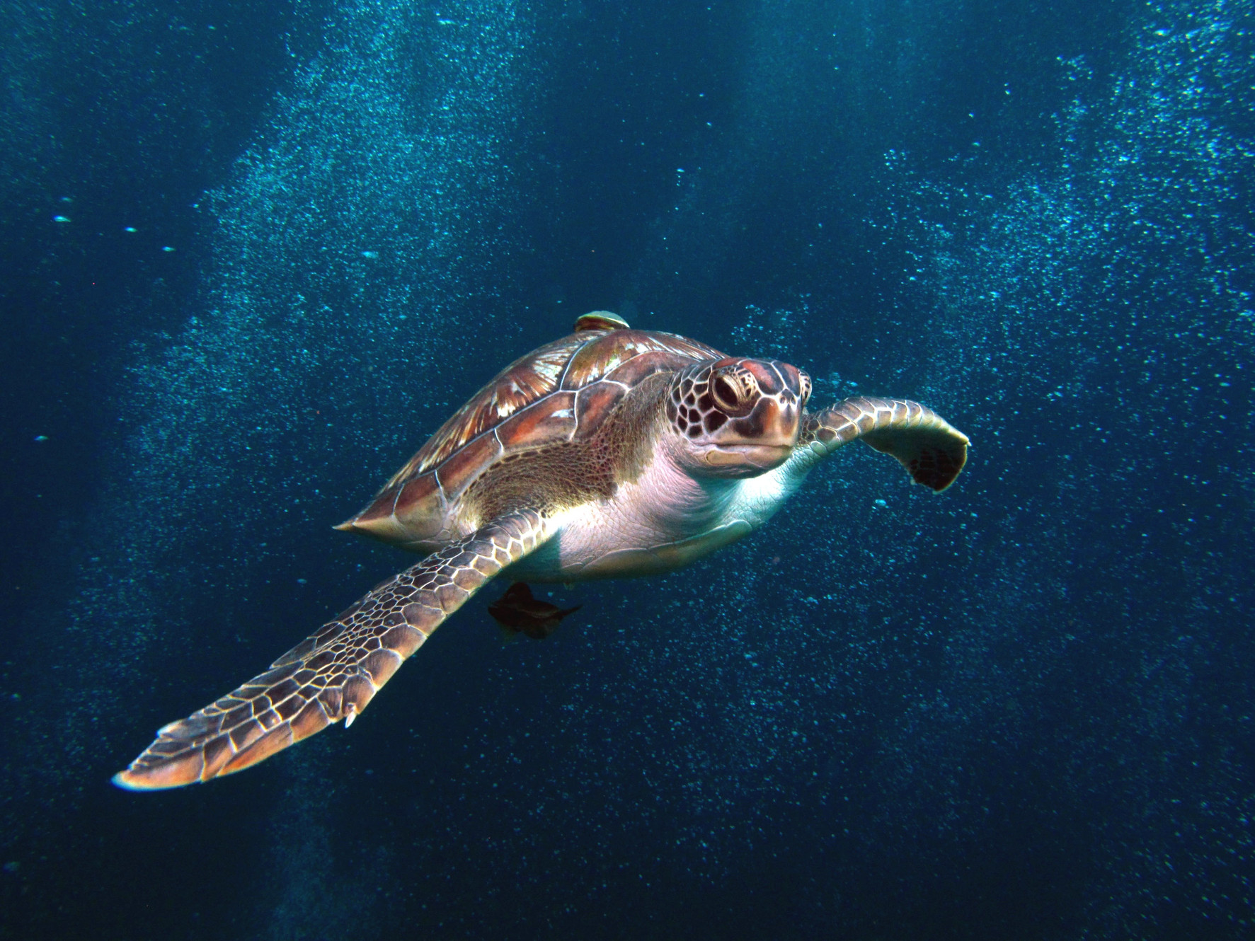Flip Flop Divers | Koh Lanta | Dive Shop · Twitter