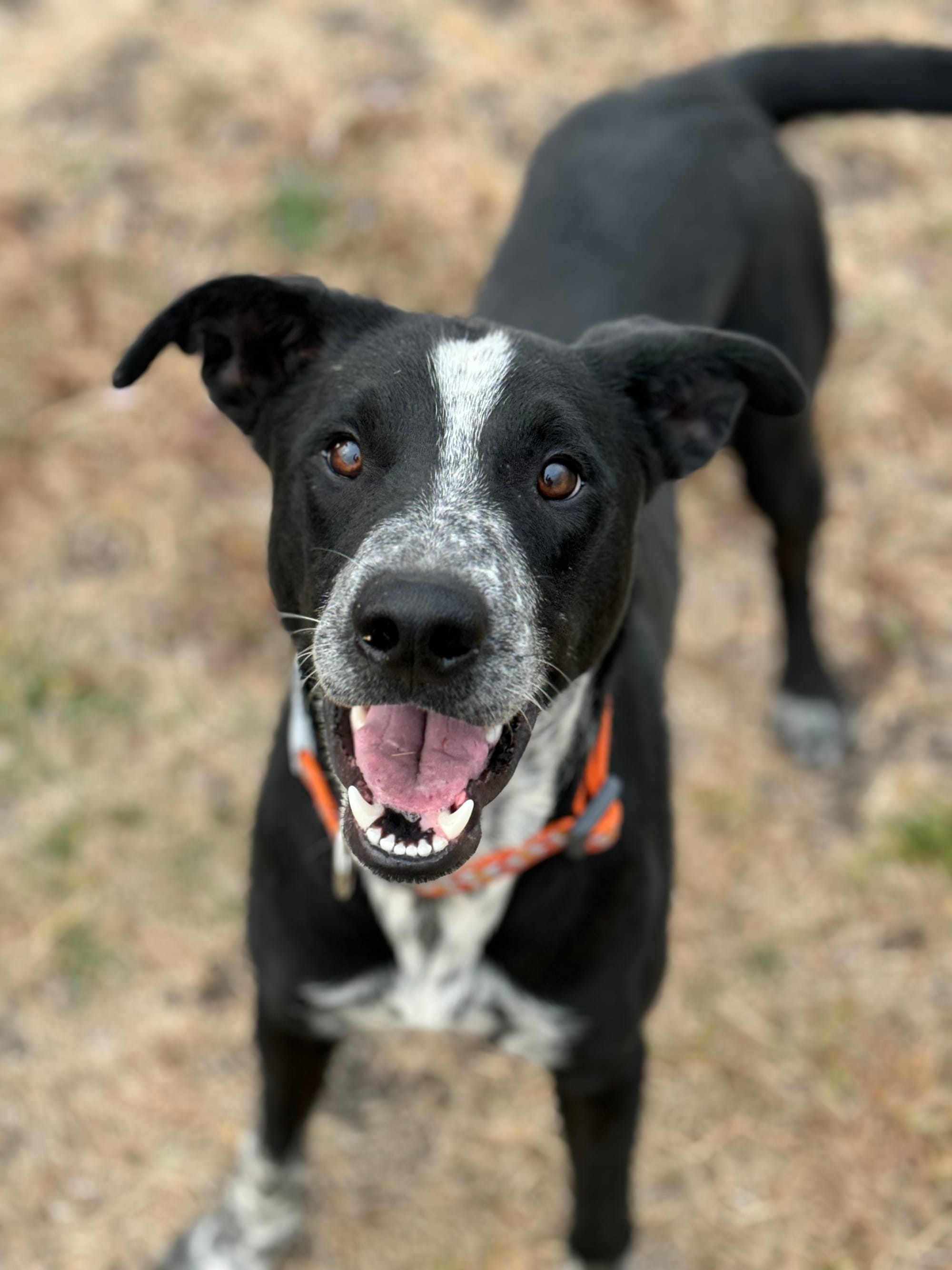 Blue Mountain Humane Association · Twitter