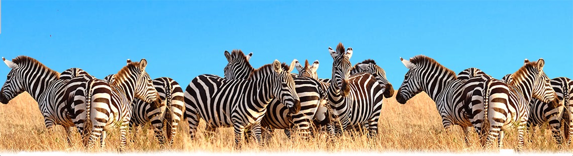 Live Streaming Animal Web Cams · Twitter