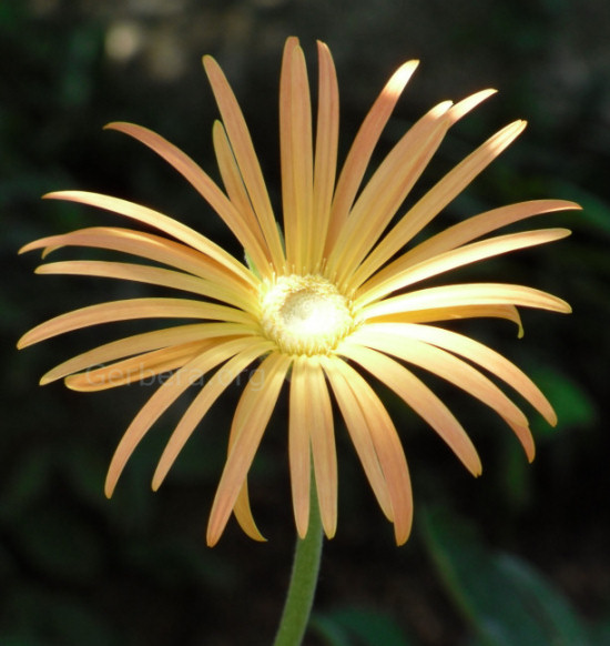 Gerbera.org · Twitter