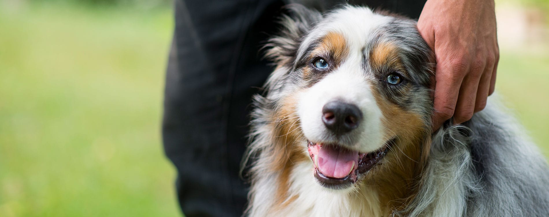 Veterinarian in Muncie, IN | Care Animal Hospital – Your Trusted Veterinary Clinic for Pet Wellness, Surgery, Emergency Care & More. Book an Appointment Today! · Twitter