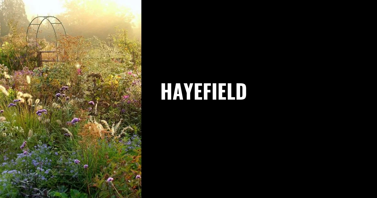 Hayefield · Twitter
