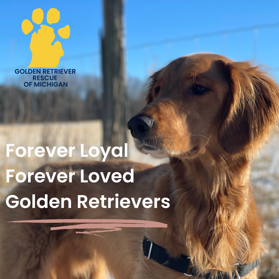 Golden Retriever Rescue of Michigan · Twitter