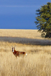 Tex-African Hunting Experience southwest of Dallas Fort Worth · Twitter