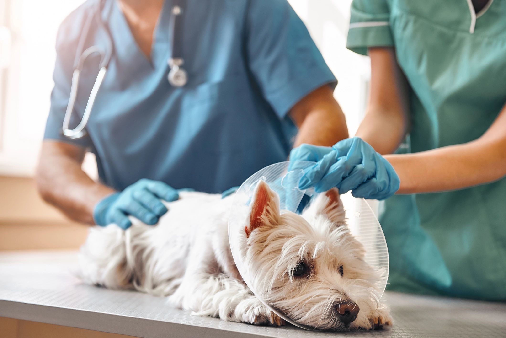 Emergency Veterinary Clinic of SW Missouri